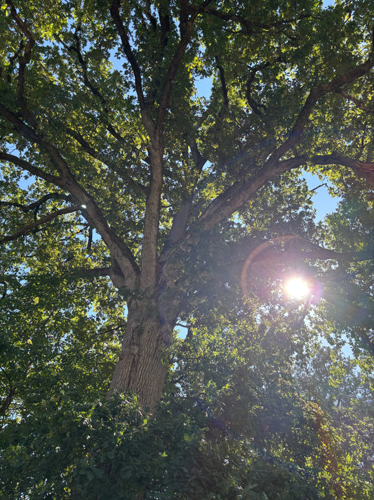 Arbre souvenir planté en mémoire d’un être cher, symbole de paix, de continuité et d’hommage naturel