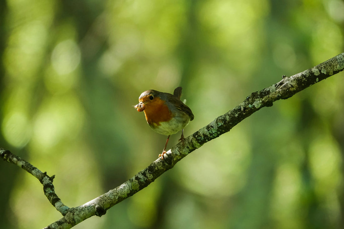 Rouge-gorge perché sur une branche avec un insecte dans le bec, au cœur d'un jardin verdoyant.