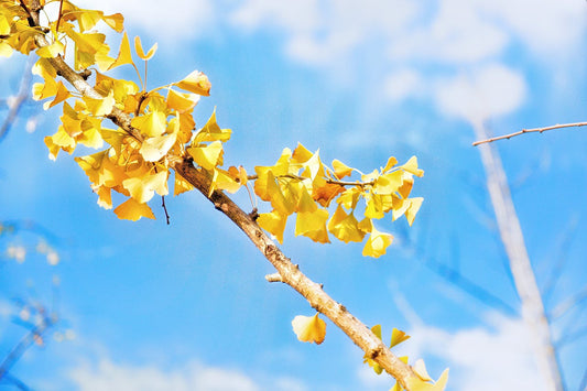 Feuilles dorées de ginkgo biloba symbole de mémoire et de renouveau