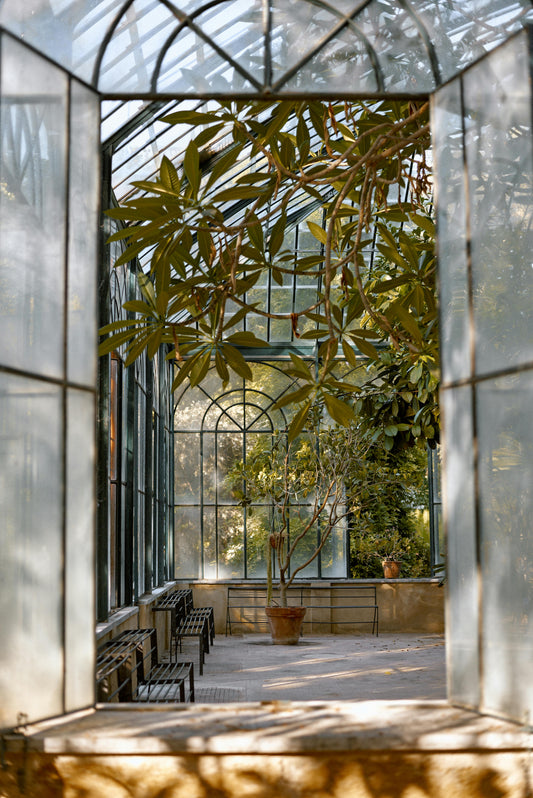 Quel arbre planter dans un jardin méditerranéen ? Les 7 meilleures espèces