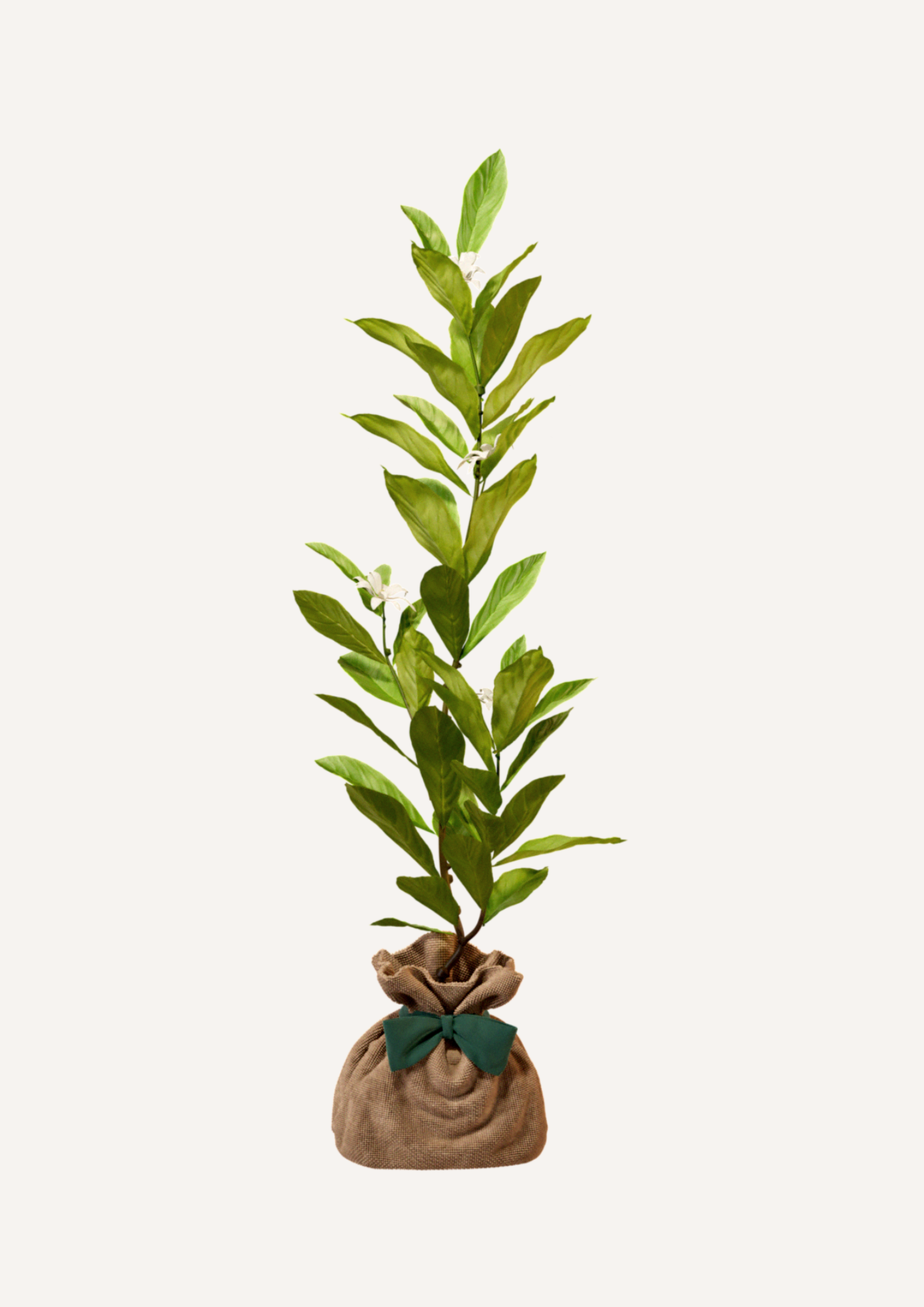 Un Magnolia pour un jardin fleuri et durable – Le Magnolia étoilé est un arbre résistant, idéal pour les amoureux des jardins fleuris. Offrir un Magnolia, c’est faire un choix écologique en ajoutant un arbre emblématique et majestueux à un espace vert.