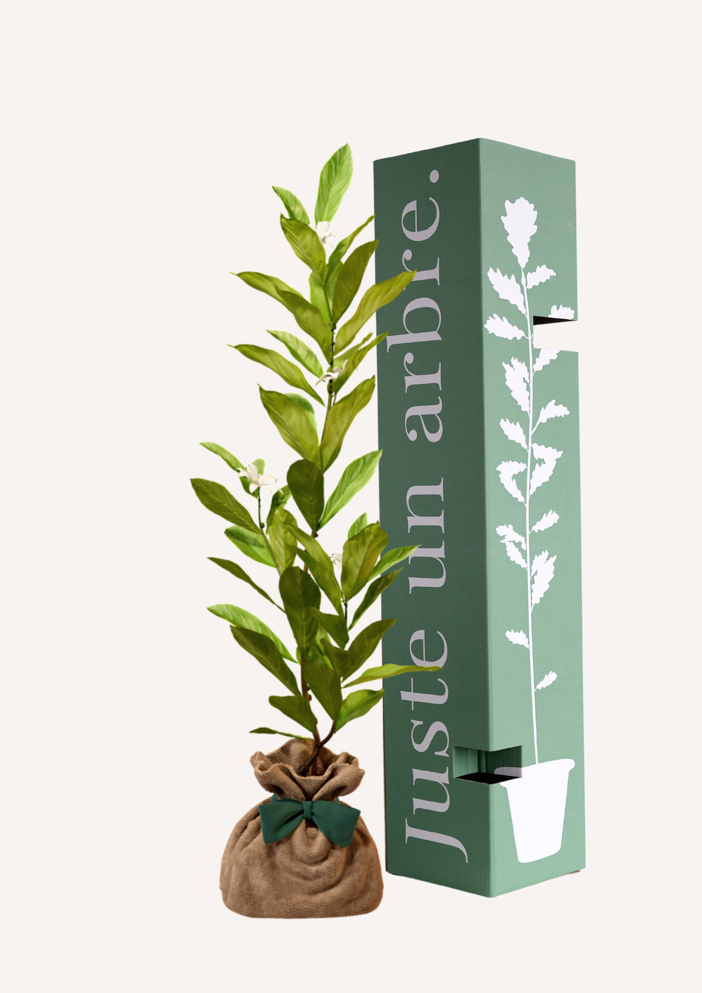 Magnolia étoilé à planter – Arbre ornemental au port élégant et aux magnifiques fleurs blanches parfumées. Idéal pour embellir un jardin ou une terrasse. Offrir un Magnolia étoilé, c’est choisir un cadeau floral et durable qui traverse les saisons.