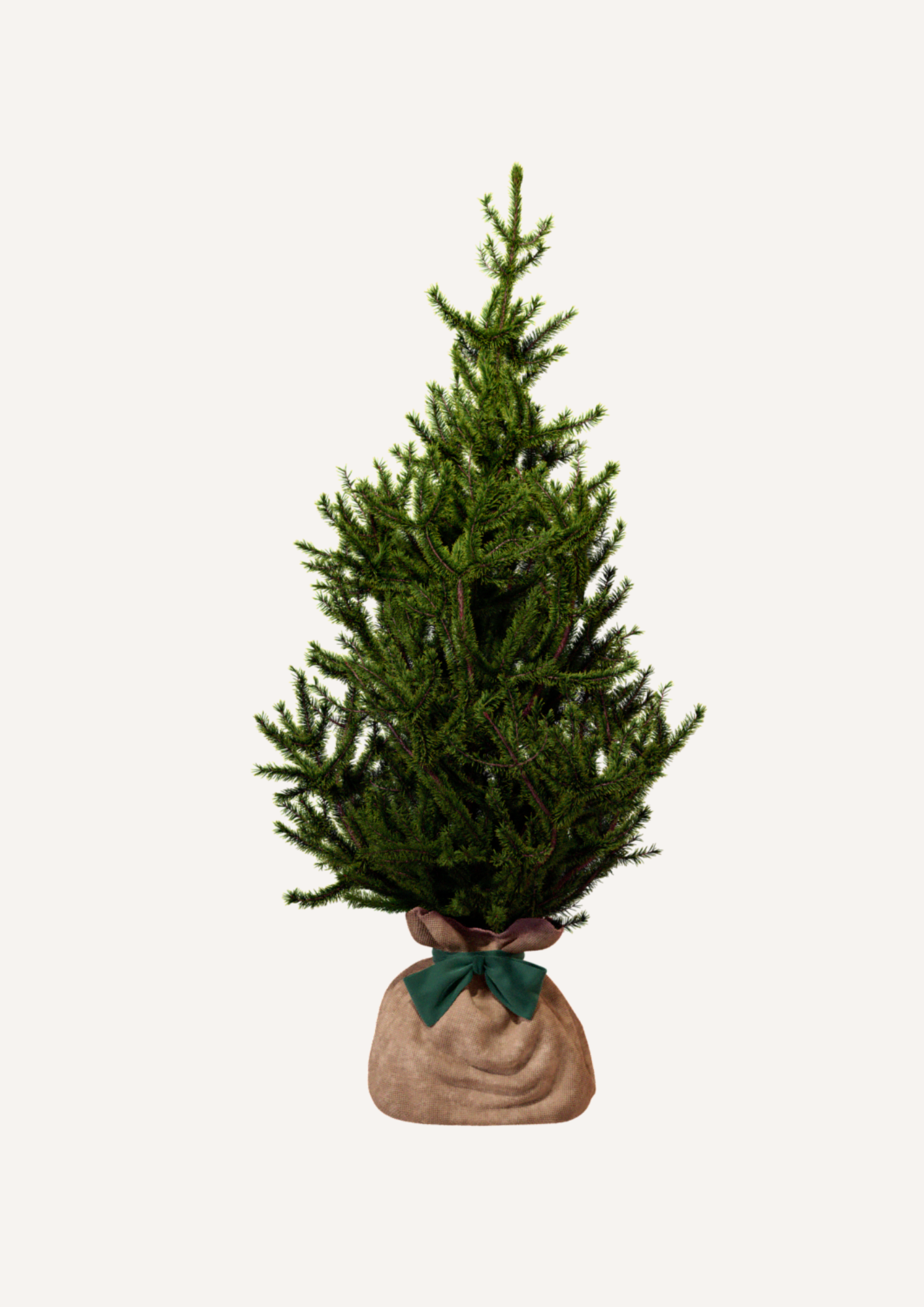 Un sapin de Noël en pot pour un Noël plus responsable – L’épicéa est une alternative écologique aux sapins coupés. Arbre à planter après les fêtes pour une démarche durable et respectueuse de l’environnement. Offrir un sapin, c’est célébrer Noël autrement.