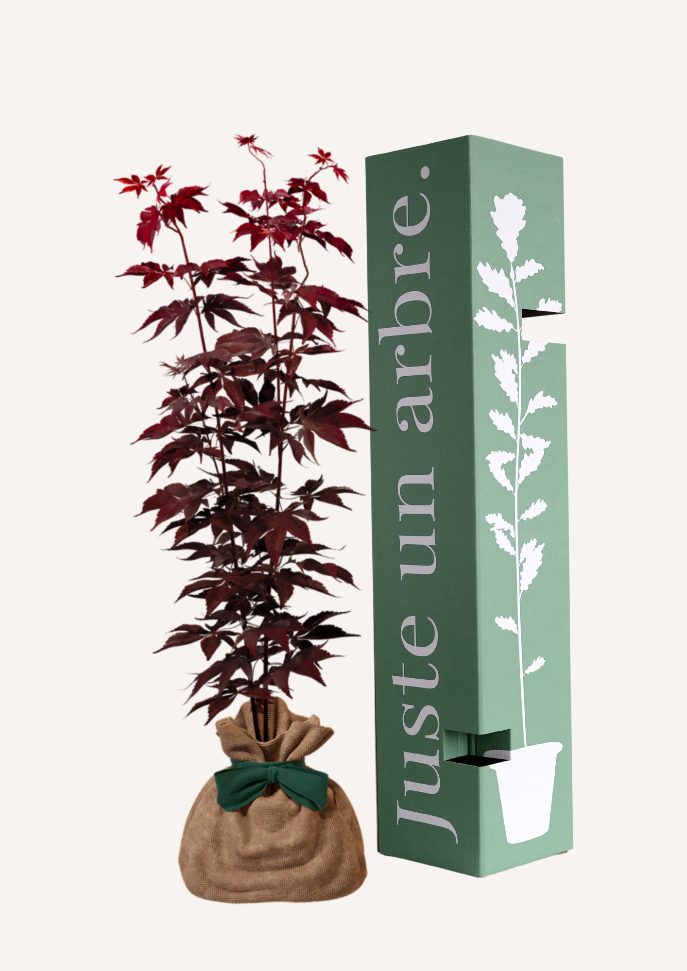 Érable du Japon Bloodgood à planter – Arbre d’ornement au feuillage rouge éclatant, idéal pour un jardin ou une terrasse. Cadeau élégant et original pour offrir un arbre en toute occasion. Idée cadeau durable et écologique, prêt à être planté.