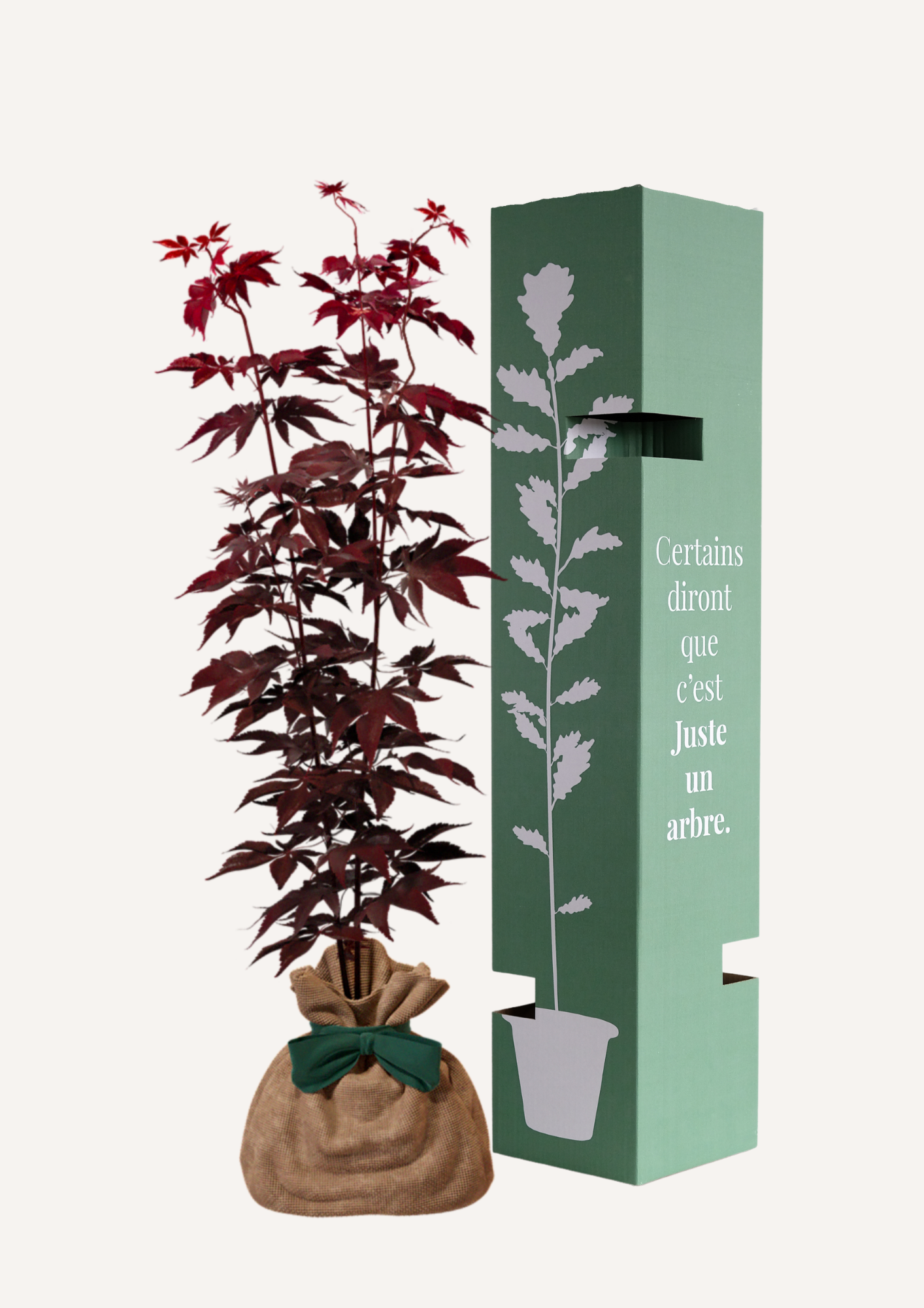 Offrir un arbre pour un mariage, une naissance, un anniversaire ou un deuil – L'Érable du Japon Bloodgood symbolise la sérénité, l’harmonie et la force intérieure. Un arbre à planter pour créer un souvenir vivant et marquer un moment important avec un cadeau inoubliable.