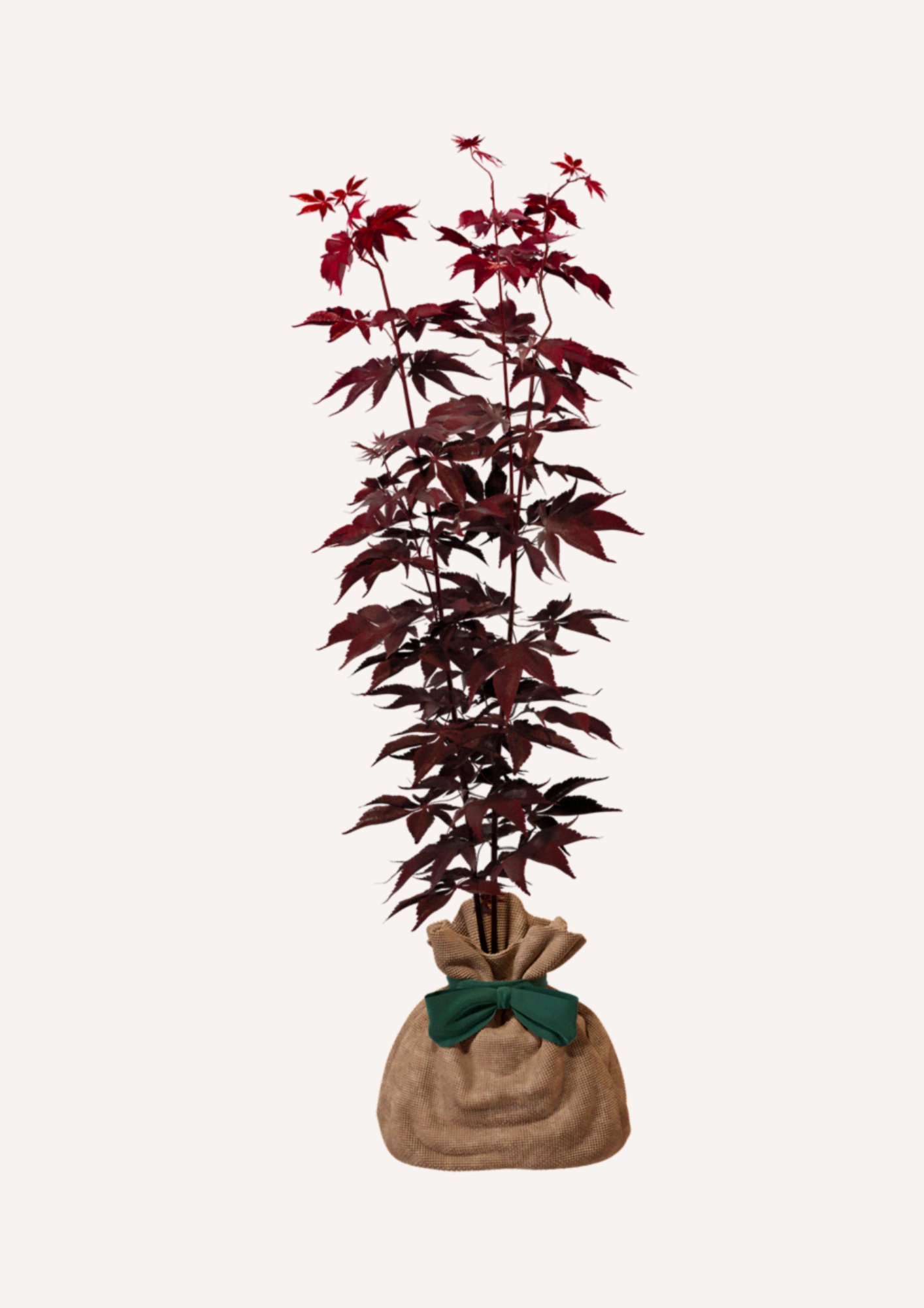 Un arbre à planter pour la biodiversité et la nature – L'Érable du Japon Bloodgood est un arbre robuste et résilient, parfait pour un cadeau durable et responsable. Offrir un érable, c’est offrir un geste écoresponsable et un cadeau qui traverse les générations.