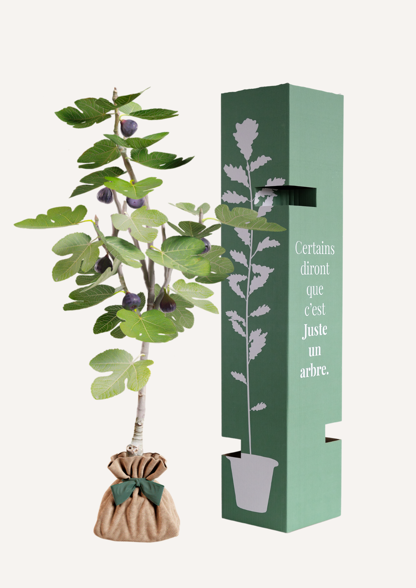 Feuillage vert du figuier, arbre méditerranéen généreux et authentique