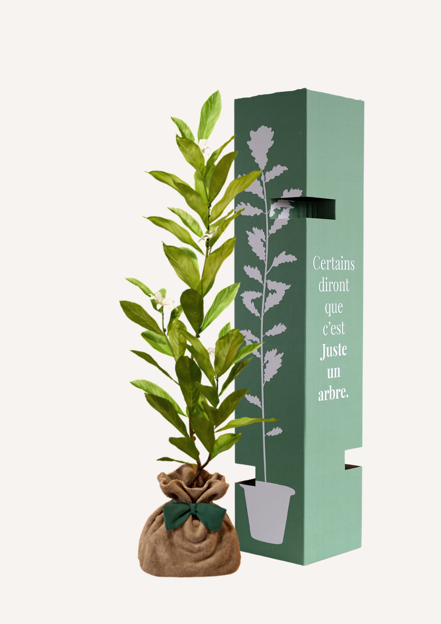 Offrir un Magnolia pour une naissance, un mariage ou une crémaillère – Le Magnolia étoilé est un arbre symbolisant la pureté et l’élégance. Un Magnolia à planter en extérieur pour créer un espace de sérénité et de beauté dans un jardin.