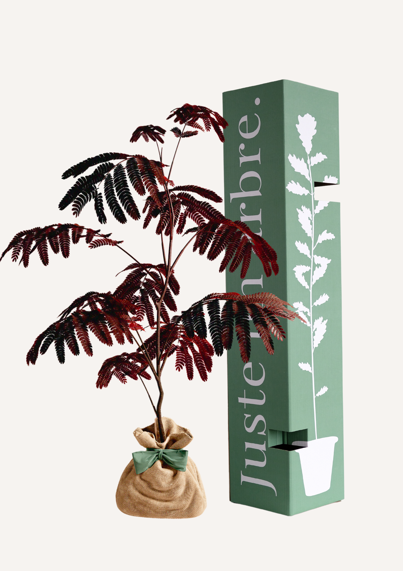 Albizia Summer Chocolate à planter – Arbre d’ornement unique avec un feuillage pourpre et une floraison délicate. Cadeau original et élégant pour un jardin ou une terrasse. Offrir un Albizia, c’est offrir un arbre à la fois décoratif et durable.