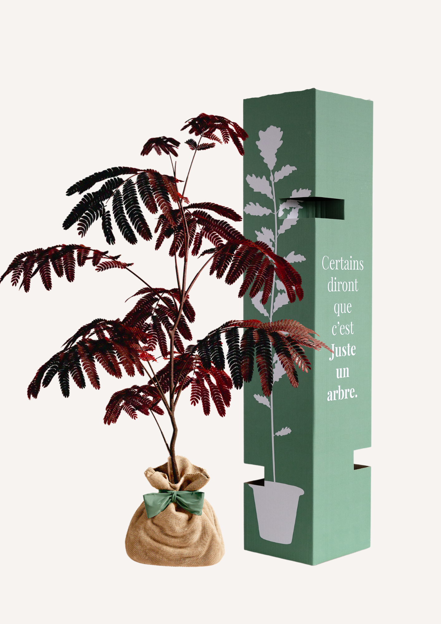 Offrir un arbre pour une crémaillère, un mariage, une naissance ou un anniversaire – L’Albizia Summer Chocolate symbolise la beauté, l’exotisme et l’épanouissement. Idée cadeau originale et inoubliable pour marquer une occasion spéciale avec un arbre à planter.