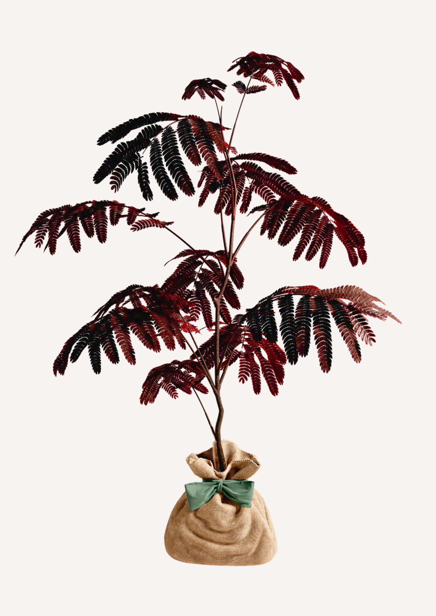 Un arbre à planter pour un avenir plus vert – L’Albizia Summer Chocolate est un arbre majestueux qui favorise la biodiversité et embellit les jardins. Cadeau durable et écoresponsable pour ceux qui veulent offrir un arbre symbolique et engagé.