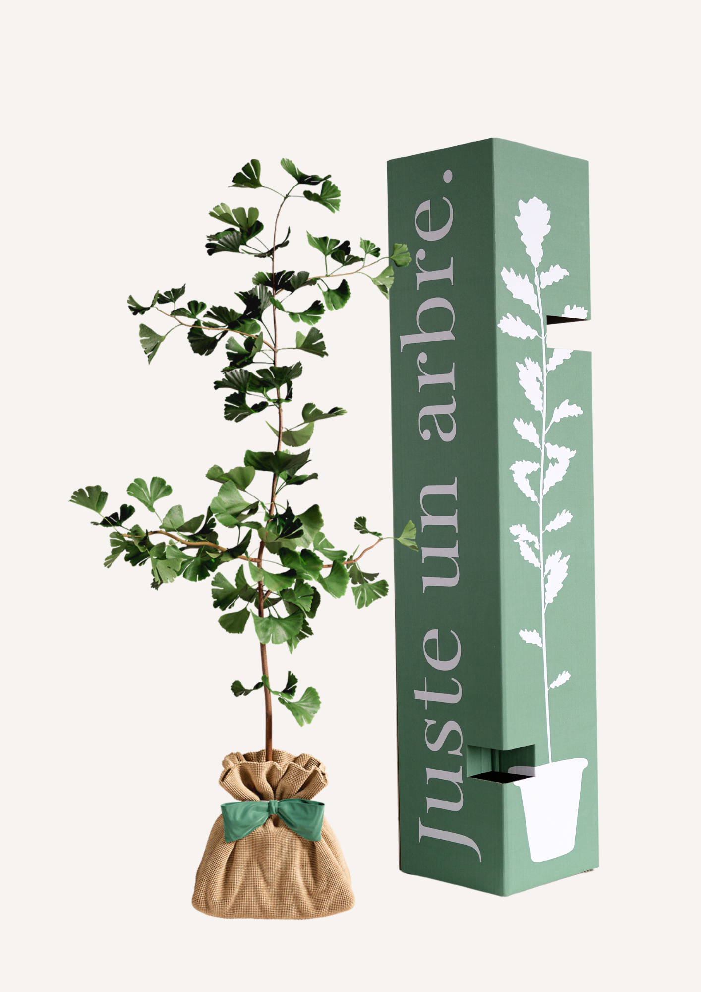 Ginkgo Biloba à planter – Idée cadeau écologique et originale. Arbre symbolique de longévité et de résilience, présenté dans un emballage élégant prêt à offrir. Offrir un arbre, c’est offrir un cadeau durable et porteur de sens.