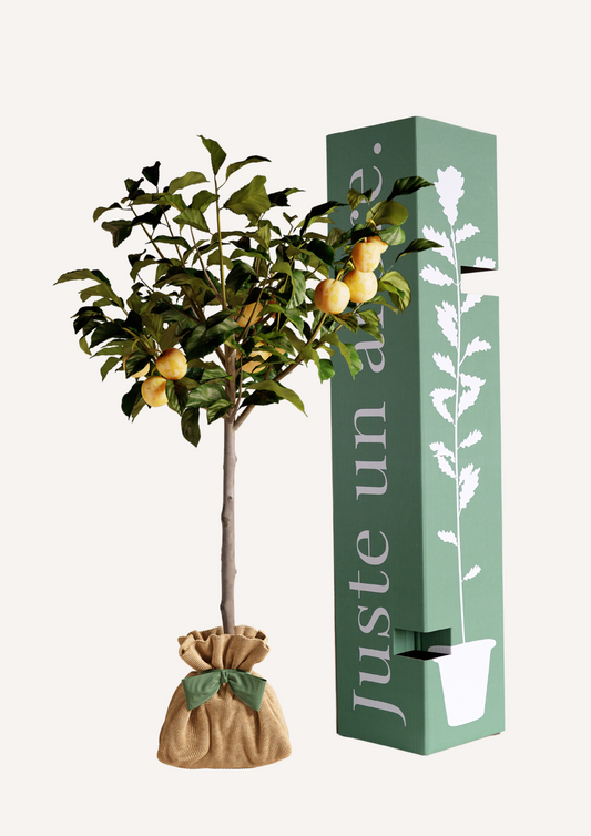 Prunier Reine-Claude en pot avec fruits jaunes, prêt à offrir, emballé dans un sac en toile de jute écologique – Cadeau original et durable