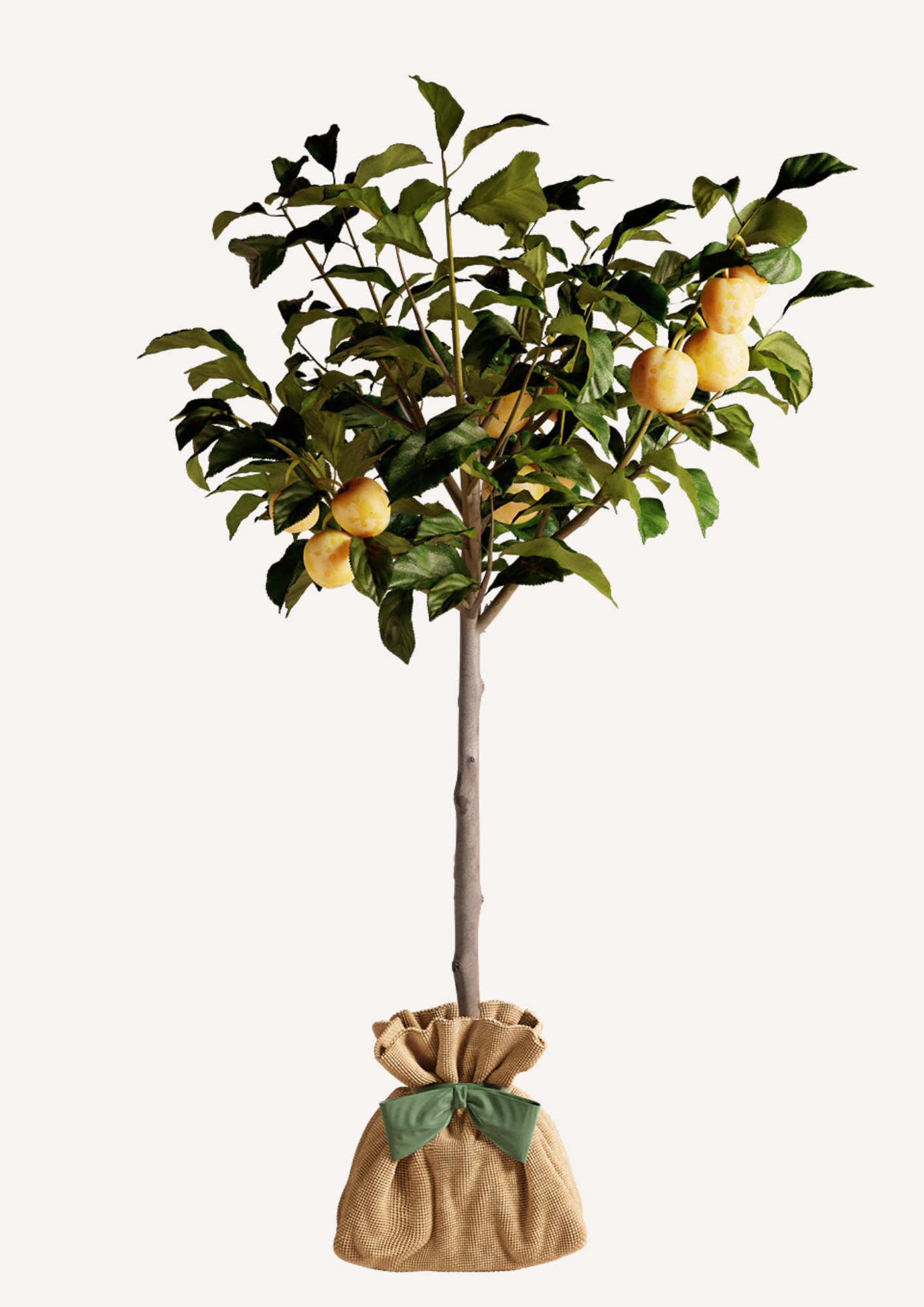 Prunier Reine-Claude en pot livré dans son emballage cadeau avec message inspirant – Offrir un arbre pour une occasion spéciale