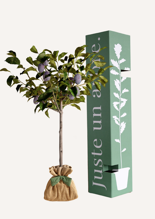 Prunier Quetsche en pot prêt à offrir avec son coffret cadeau Juste un arbre – Cadeau vivant et original à faire livrer partout en France