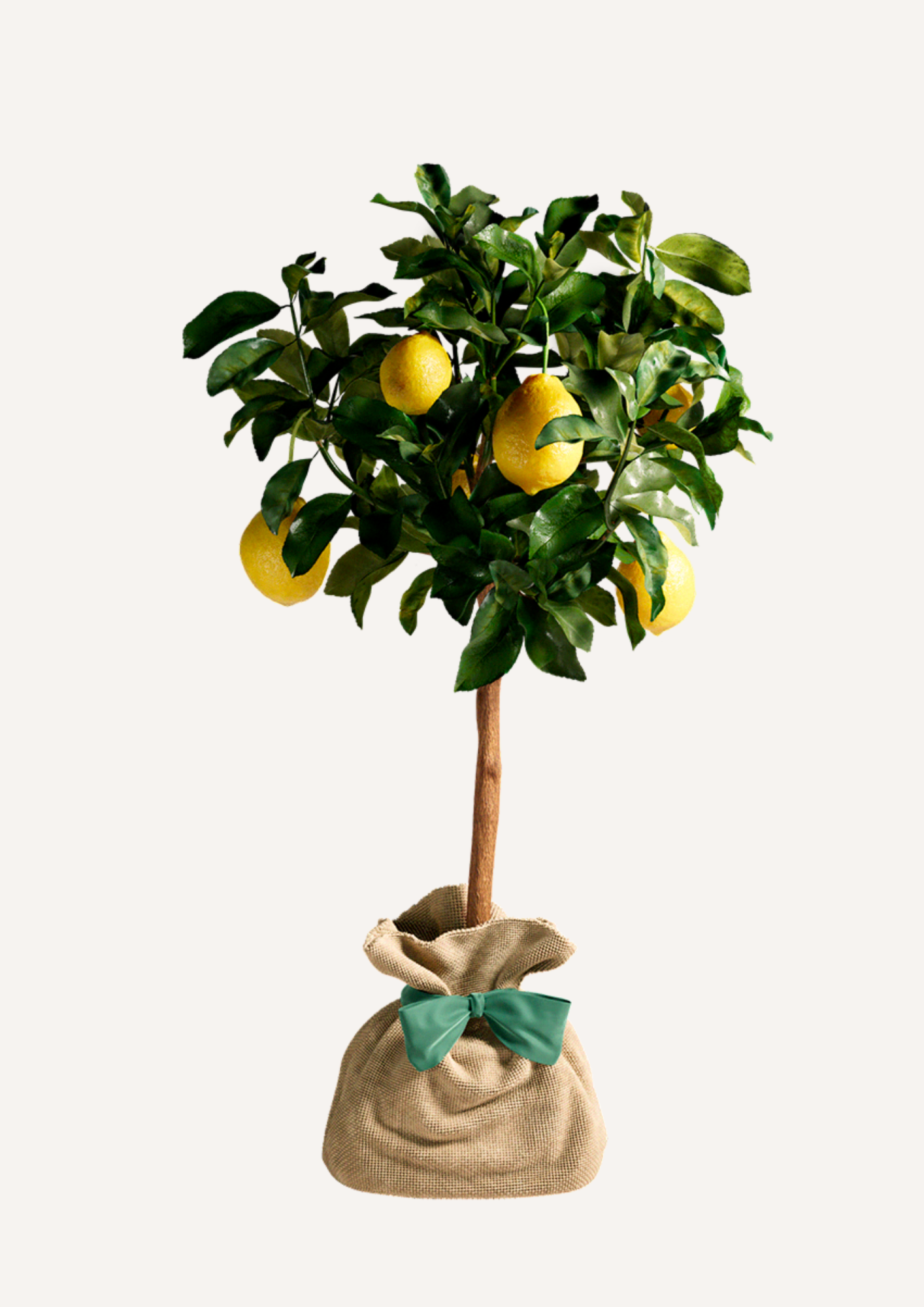 Offrir un citronnier – idée cadeau durable à la place des fleurs
