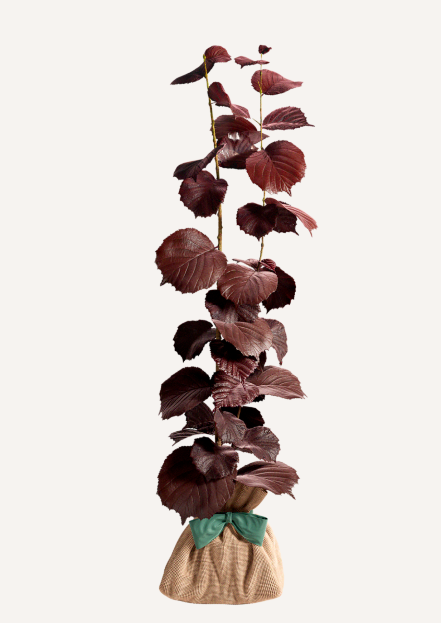 Offrir un noisetier pourpre – cadeau original qui dure bien plus que des fleurs