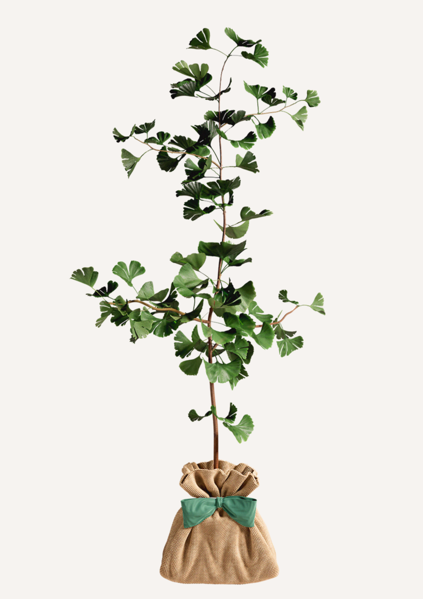 Offrir un ginkgo – idée cadeau durable à la place des fleurs