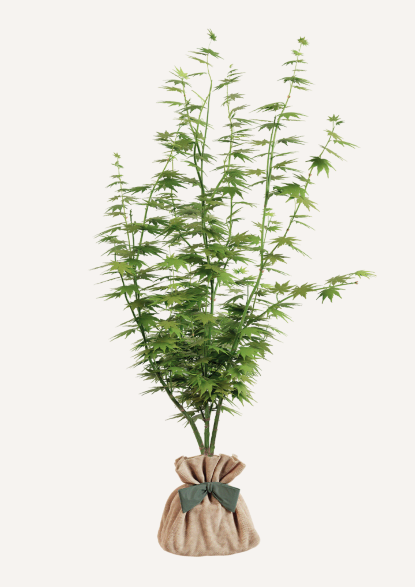 cadeau arbre a planter