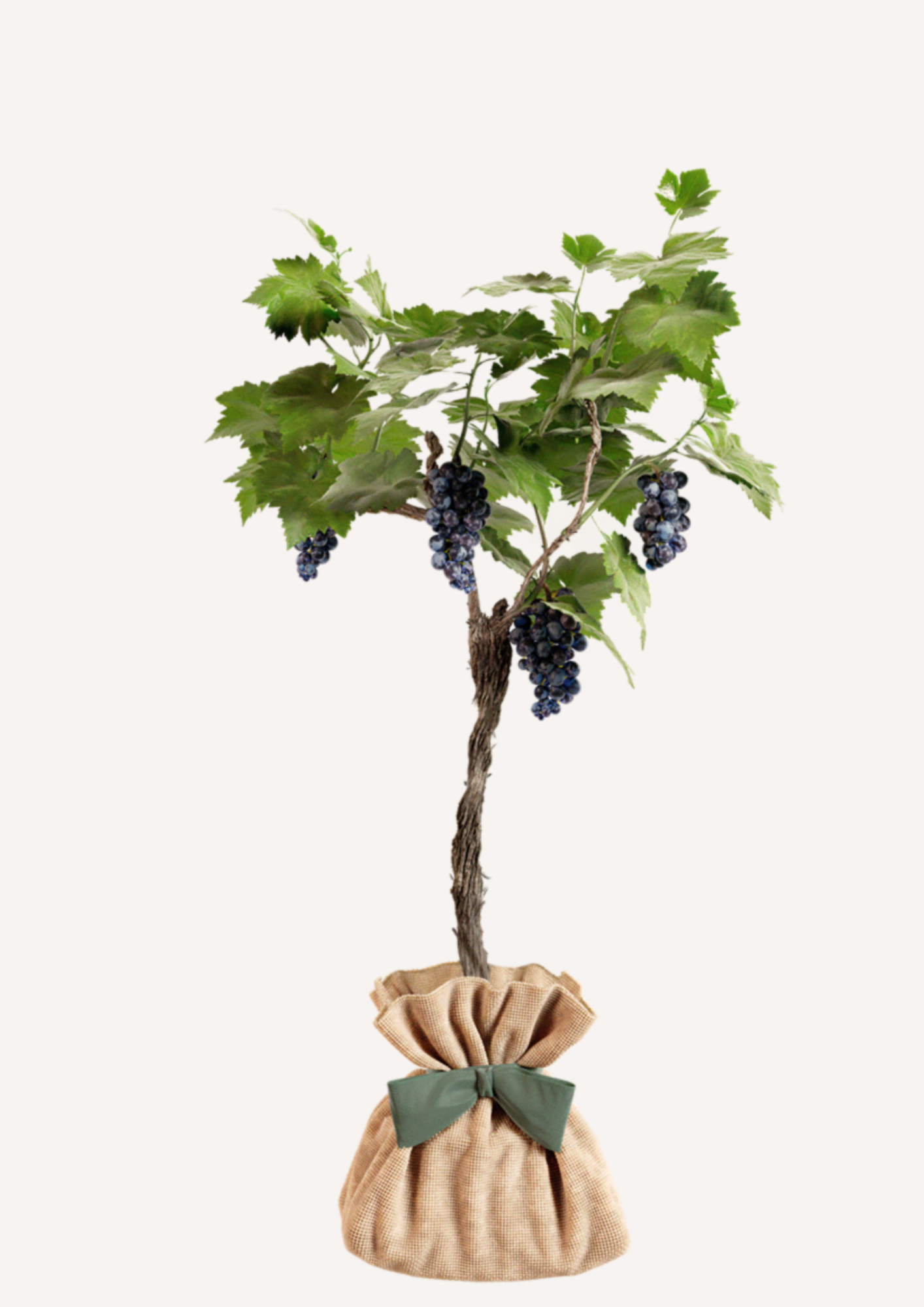 Vigne Muscat de Hambourg