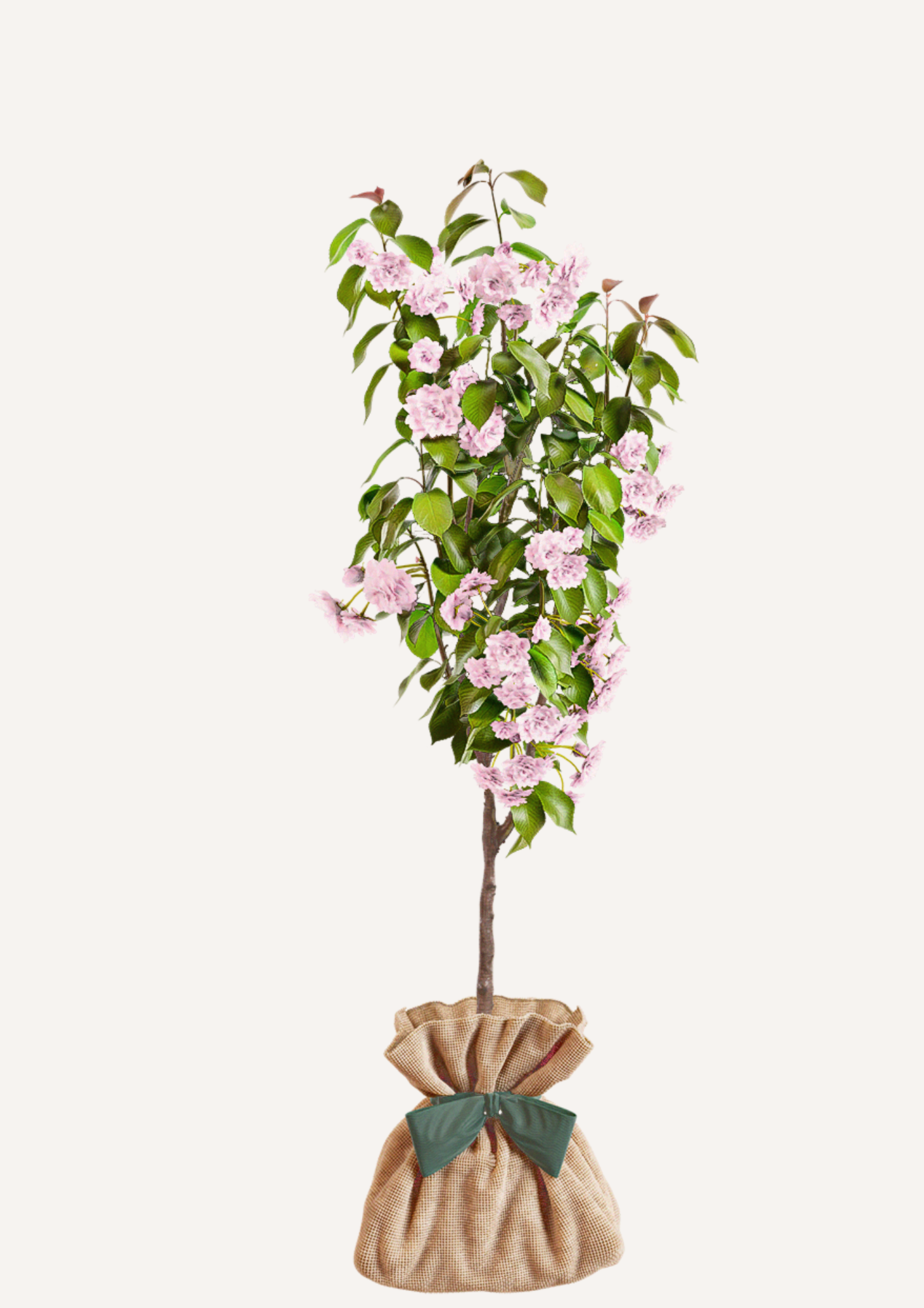 Cerisier à fleurs du Japon Kanzan en pot - arbre cadeau à offrir pour une naissance ou un mariage