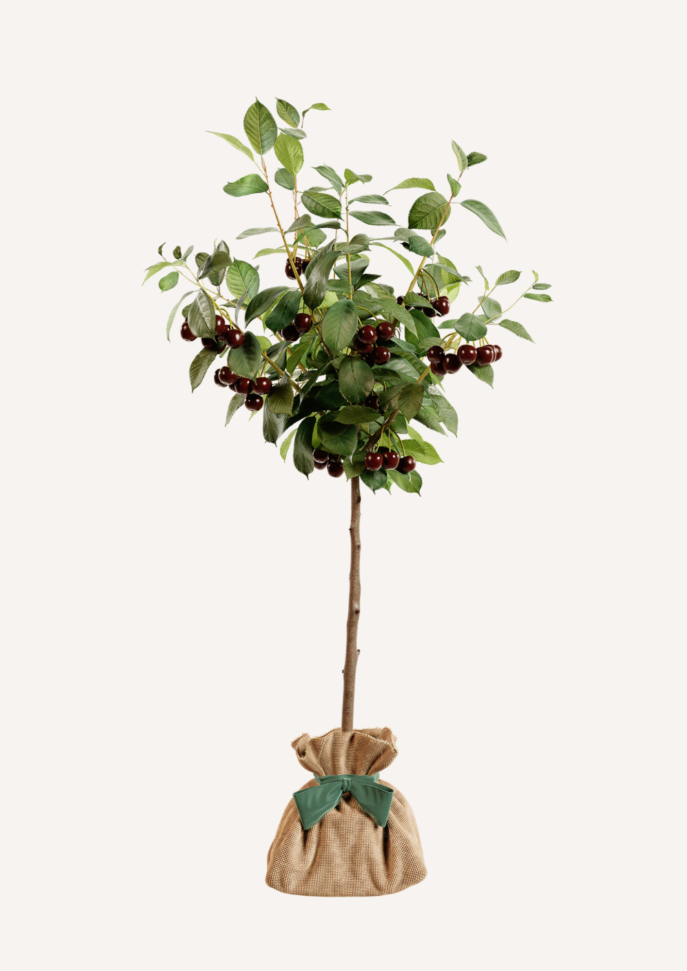 Cadeau original - cerisier Bigarreau avec floraison blanche et cerises rouges