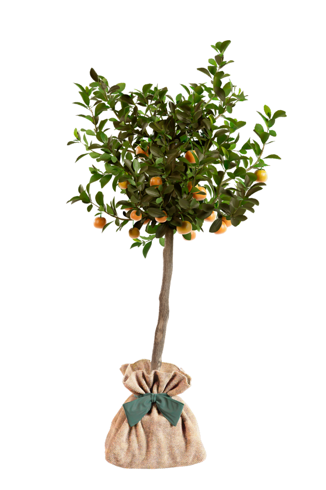 Fiche d'entretien Calamondin