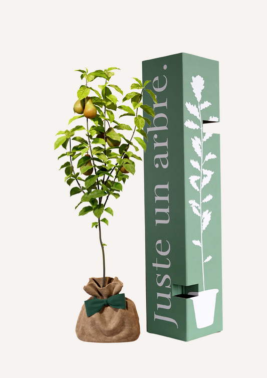 Poirier Conférence à planter – Arbre fruitier idéal pour un verger à la maison, produisant des poires sucrées et juteuses. Offrir un poirier, c’est offrir un arbre gourmand et productif qui embellit le jardin tout en offrant une récolte abondante.