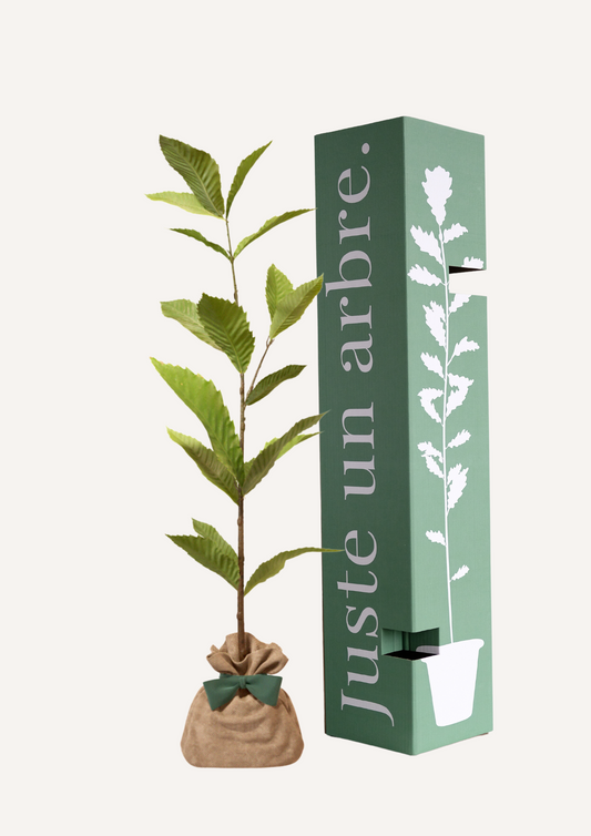 Châtaignier à planter – Arbre fruitier majestueux produisant des châtaignes savoureuses. Idéal pour un verger à la maison ou pour enrichir un jardin avec un arbre à la fois productif et décoratif. Offrir un châtaignier, c’est offrir un cadeau gourmand et durable.