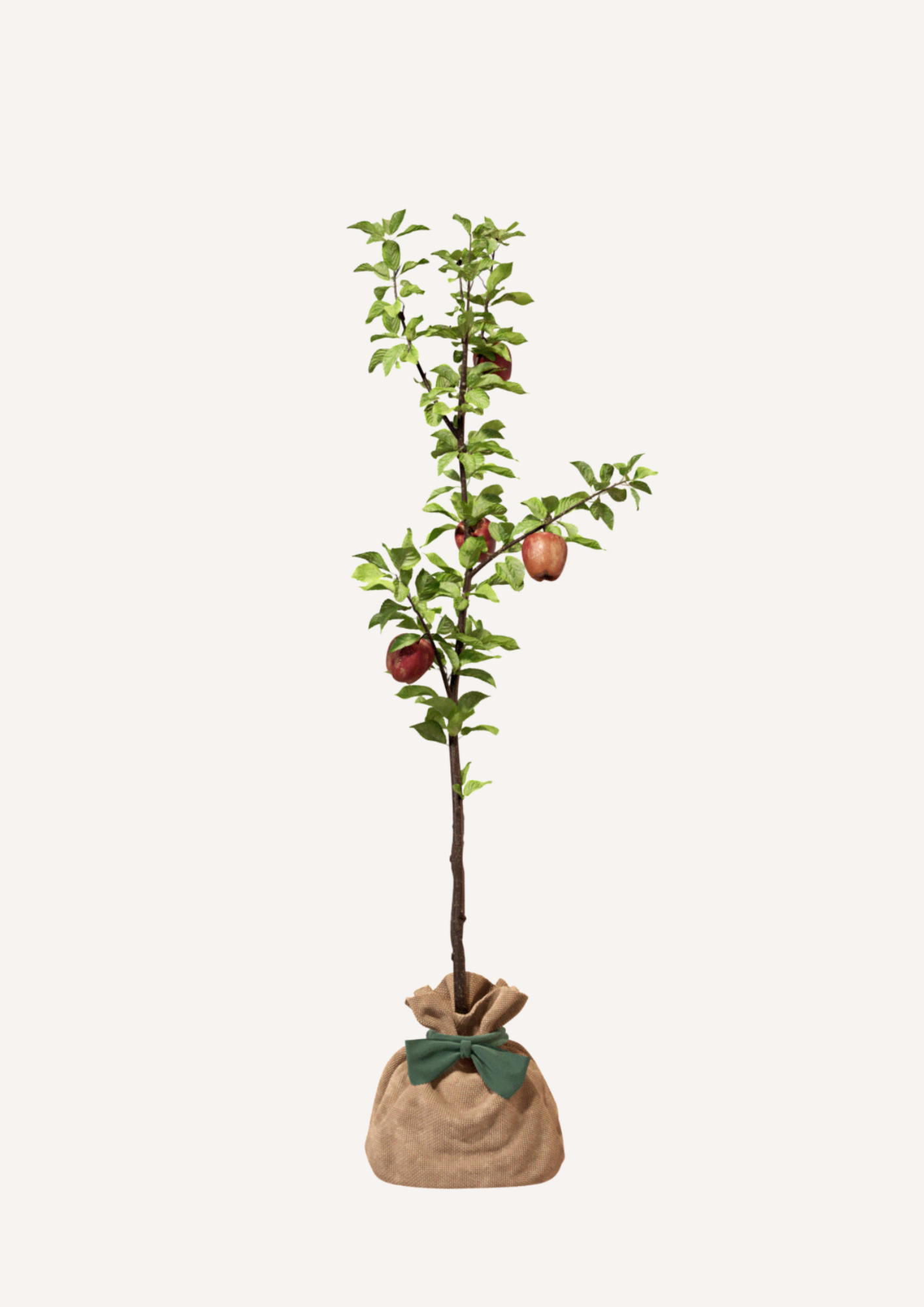 Un arbre fruitier pour un verger à la maison – Le Pommier Reine des Reinettes est une variété de pommier idéale pour une récolte maison. Cadeau écologique et durable, parfait pour ceux qui souhaitent cultiver leurs propres pommes et contribuer à la biodiversité.