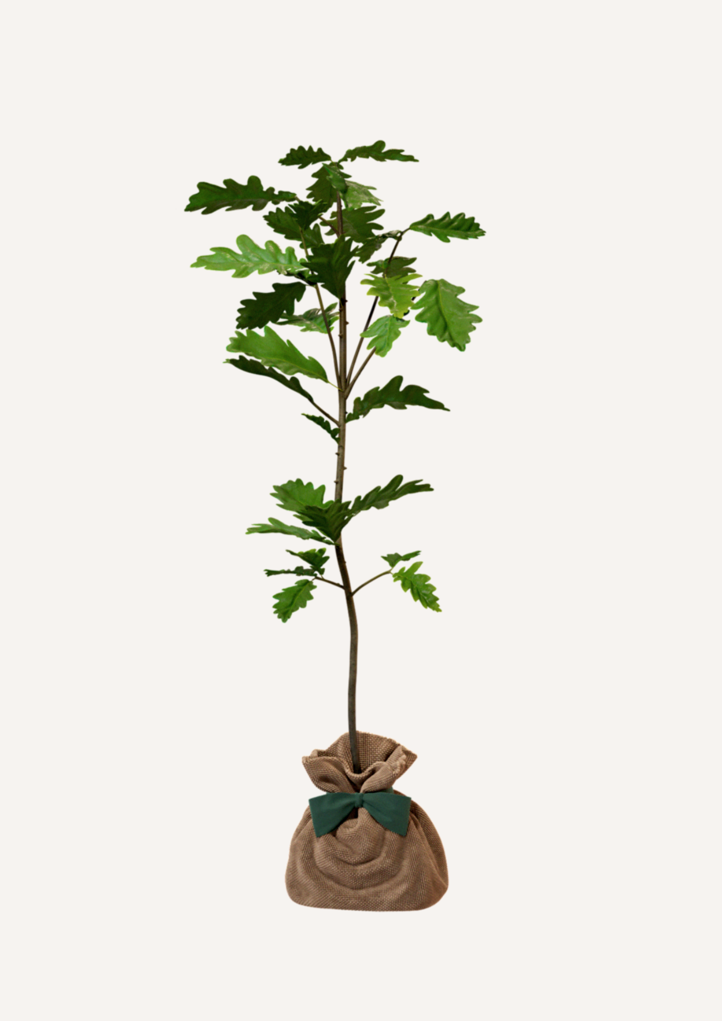Un arbre à planter pour un souvenir vivant – Le Chêne Pédonculé est un arbre hommage parfait pour un deuil, une naissance ou un cadeau symbolique. Offrir un arbre en remplacement des fleurs de deuil permet de créer un souvenir durable et respectueux de la nature.