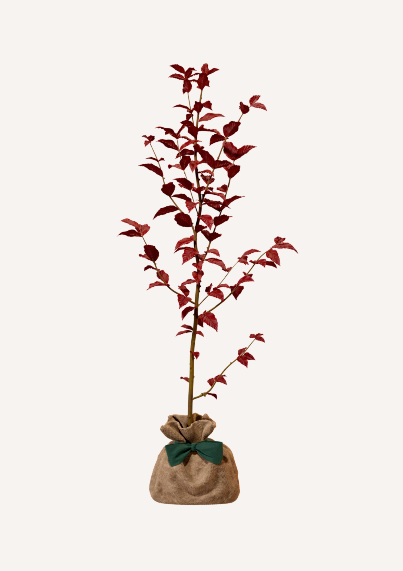 Un arbre pour la biodiversité et la nature – Le Hêtre Pourpre est un arbre résistant qui favorise l’équilibre écologique et l’embellissement des jardins. Offrir un hêtre pourpre, c’est opter pour un arbre hommage durable et un geste pour l’environnement.