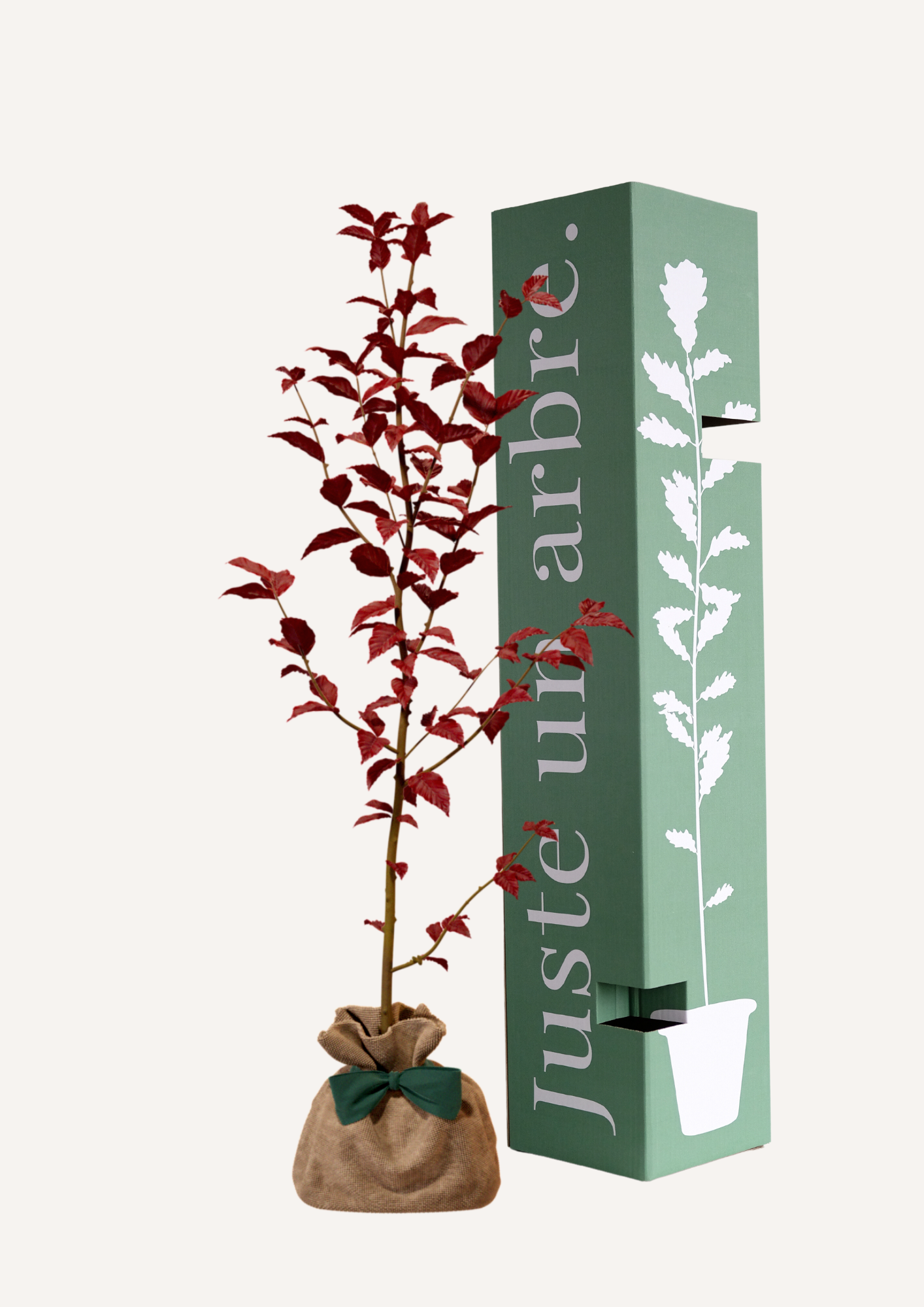 Hêtre Pourpre à planter – Arbre majestueux au feuillage pourpre intense, idéal pour embellir un jardin avec une touche d’élégance. Offrir un hêtre pourpre, c’est choisir un arbre décoratif et durable qui grandit au fil des saisons.