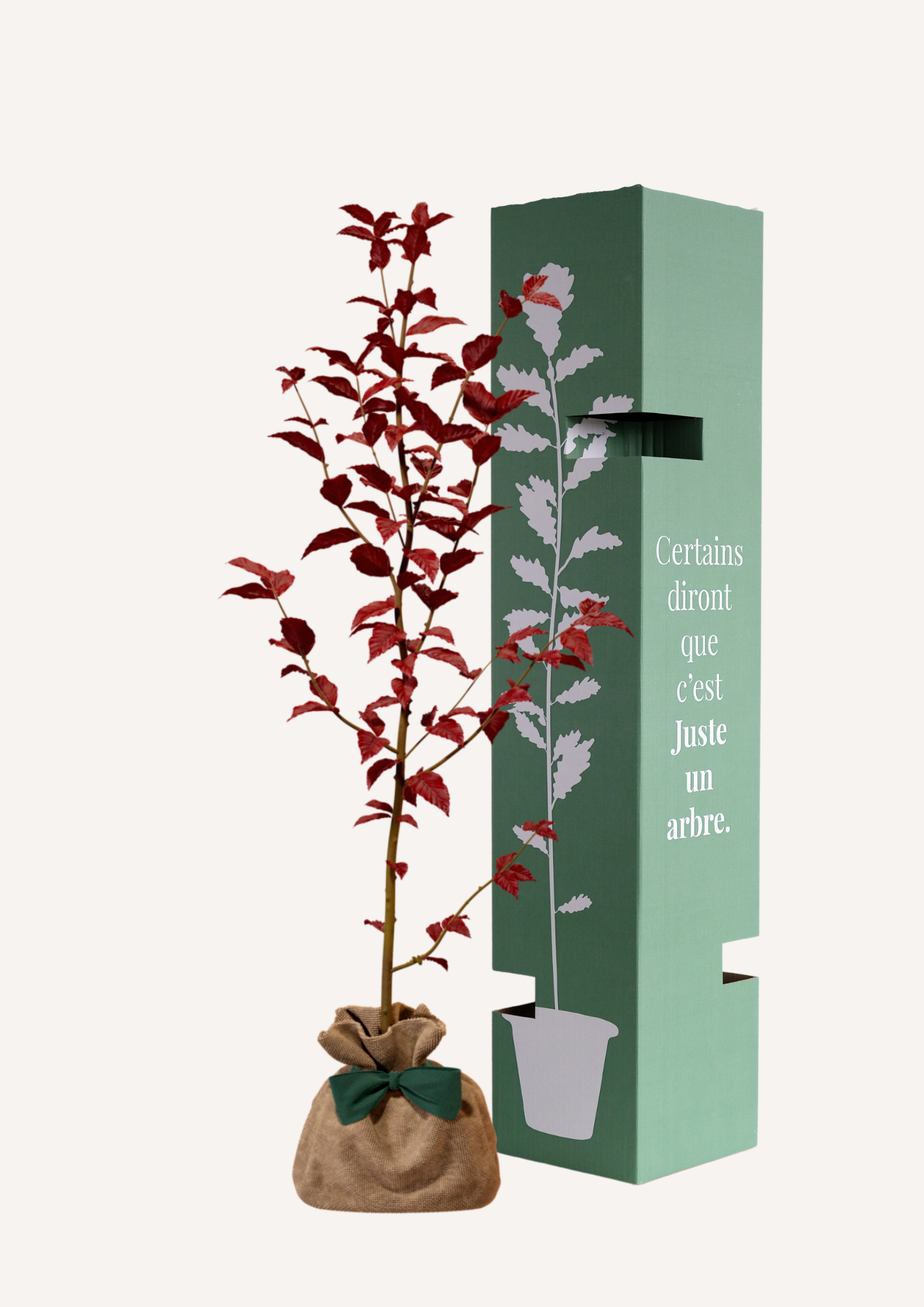 Offrir un arbre pour une naissance, un mariage ou un hommage – Le Hêtre Pourpre symbolise la longévité, la force et la transmission. Un arbre à planter parfait pour célébrer un événement marquant ou pour un arbre hommage en mémoire d’un être cher.