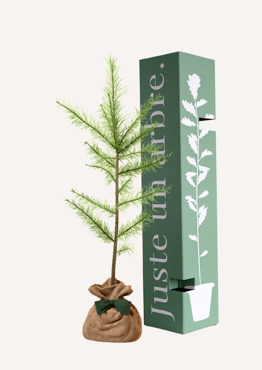 Mélèze d’Europe à planter – Arbre majestueux et résistant aux climats froids, parfait pour un jardin ou un espace naturel. Idéal comme arbre hommage, arbre pour reboisement ou arbre pour forêt résiliente. Offrir un mélèze, c’est choisir un arbre durable et élégant.