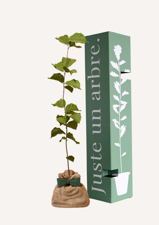 Noisetier Commun à planter – Arbuste rustique et productif, idéal pour un jardin ou une haie champêtre. Un noisetier apporte une touche naturelle et permet une récolte généreuse de noisettes maison chaque année.