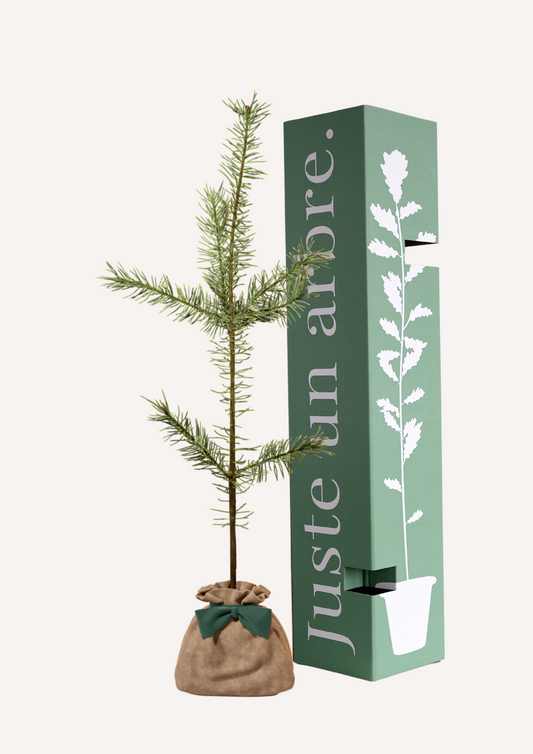 Pin Sylvestre à planter – Arbre majestueux et résistant, parfait pour embellir un jardin. Idéal comme sapin pour jardin ou arbre pour haie brise-vent. Offrir un pin sylvestre, c’est offrir un cadeau durable et écologique.
