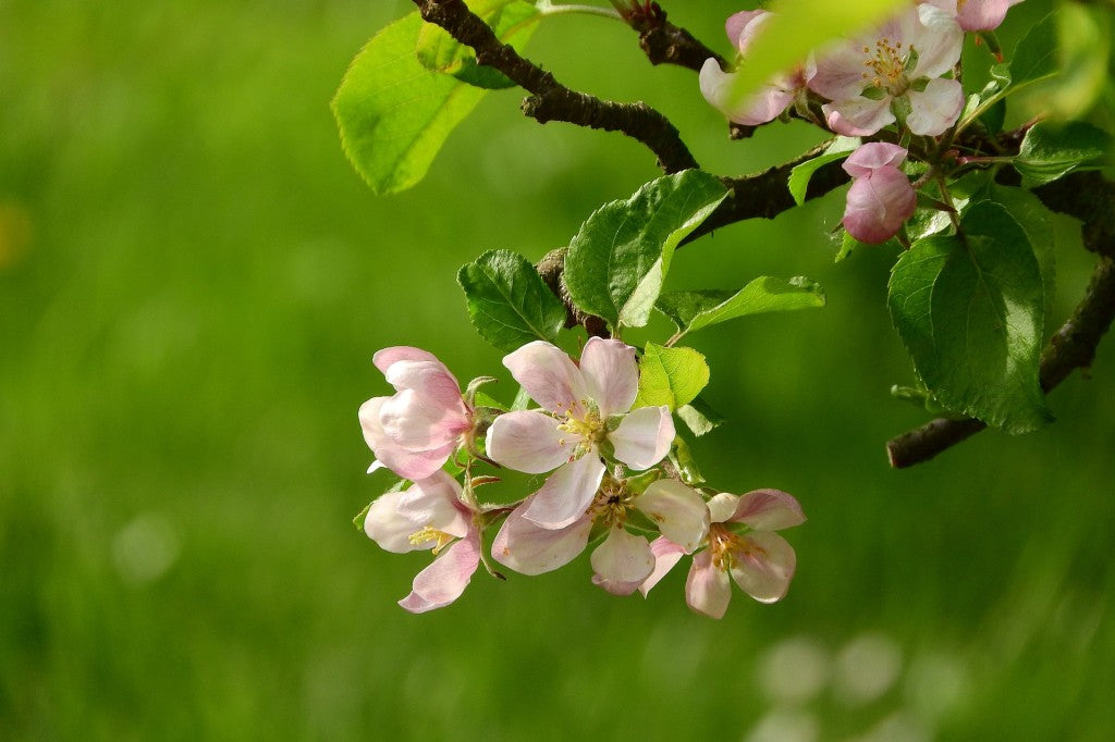 offrir un arbre fruitier