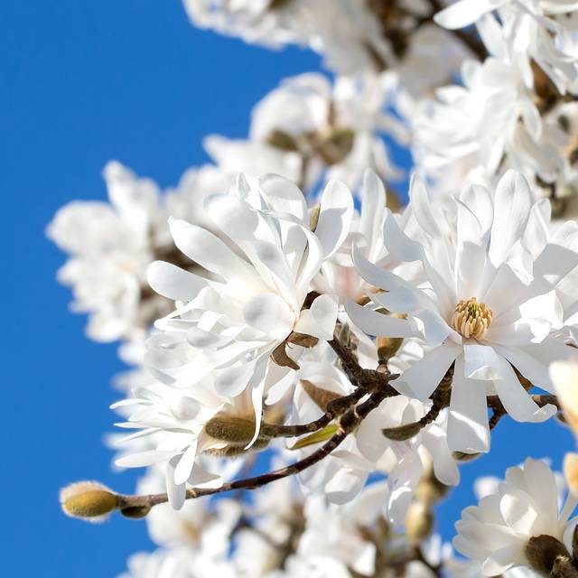 Scène poétique de recueillement sous un magnolia en fleurs