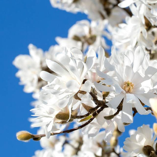Scène poétique de recueillement sous un magnolia en fleurs