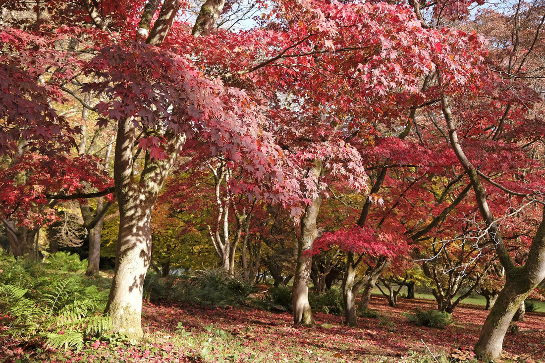 L’érable japonais : un arbre symbole d’élégance et de transformation
