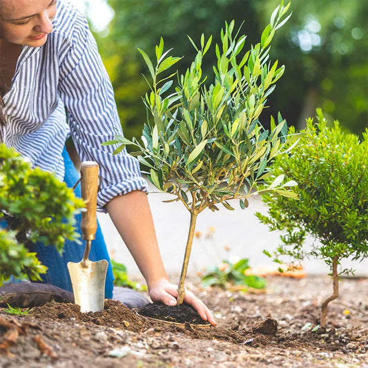 Les Arbres qui Portent Bonheur : Découvrez Ceux à Planter ou à Avoir Chez Soi