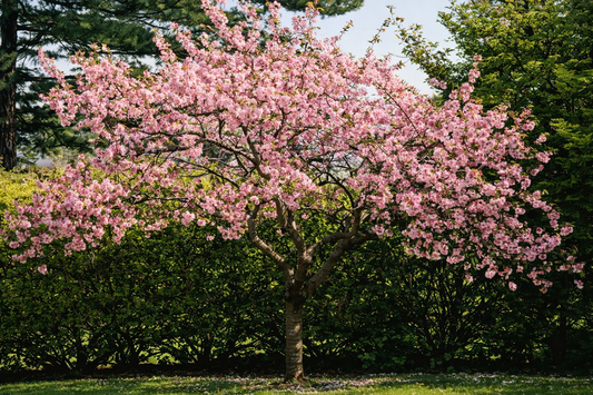 Cerisier du Japon : comment bien le planter et le tailler pour un jardin spectaculaire toute l’année