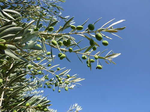 Olivier : Pourquoi et Comment Planter Cet Arbre Méditerranéen Incontournable ?