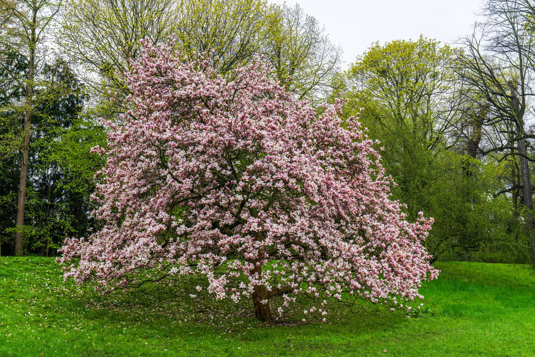 arbre cadeau deuil symbolique cyprès tilleul magnolia olivier ginkgo