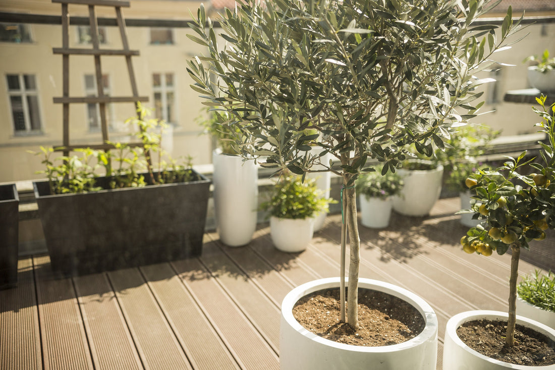 arbre en pot terrasse balcon olivier citronnier érable du japon culture en bac petit jardin