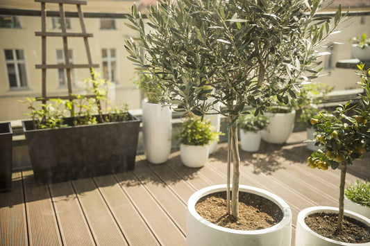 arbre en pot terrasse balcon olivier citronnier érable du japon culture en bac petit jardin