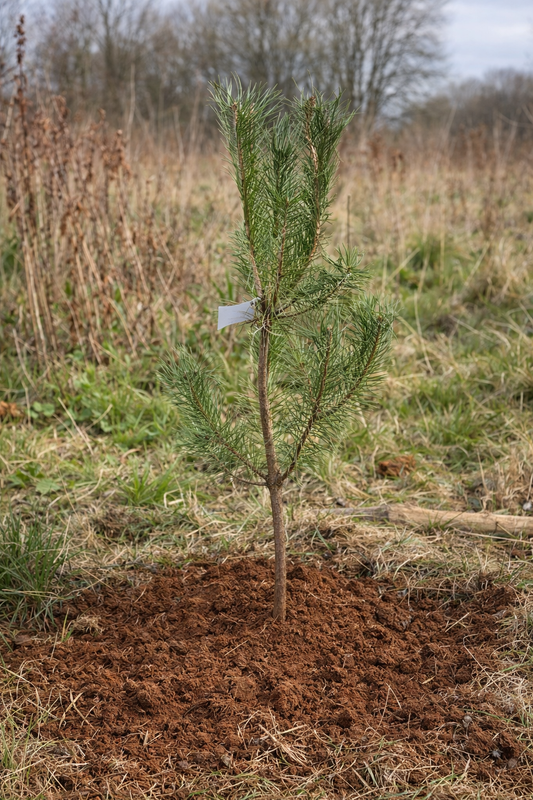 Plantation d’un jeune arbre à racines nues à la Sainte-Catherine, en automne