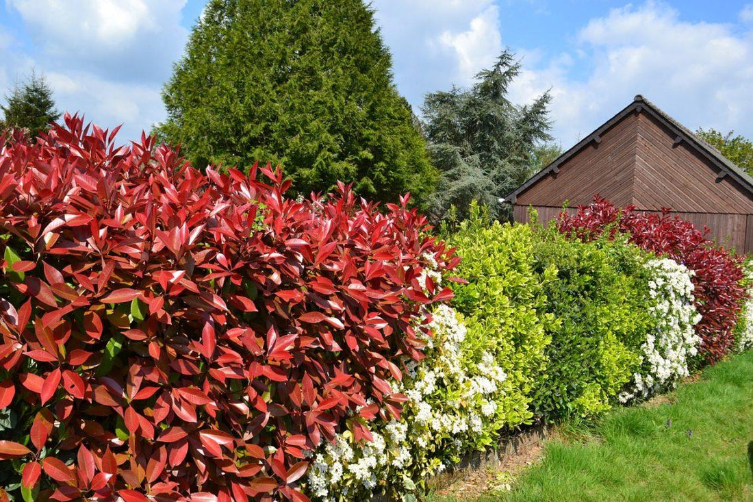 arbres pour se cacher des voisins