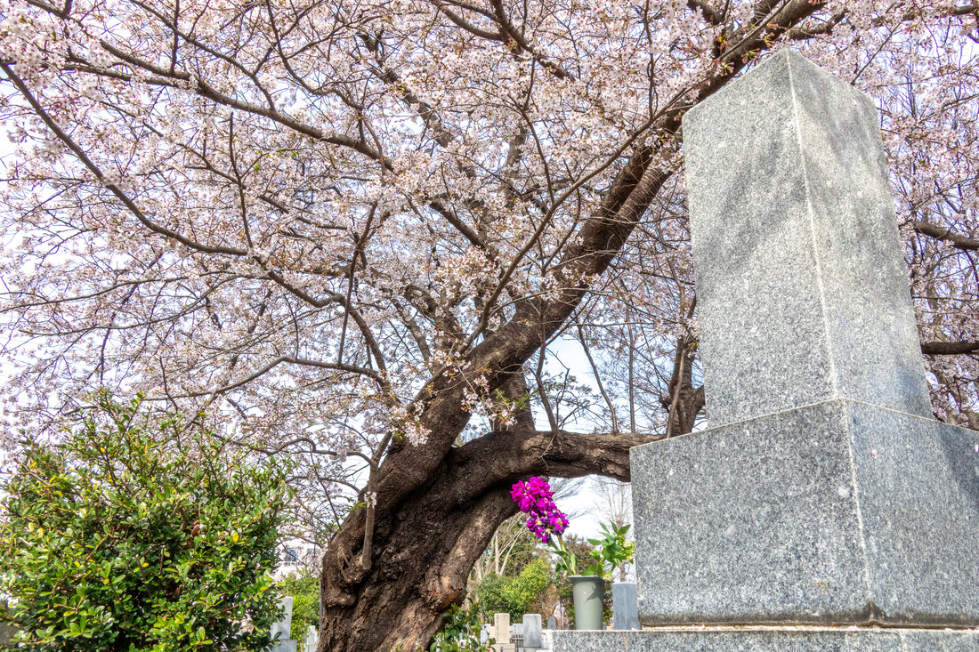 Les plus beaux arbres à planter pour rendre hommage - Juste un Arbre